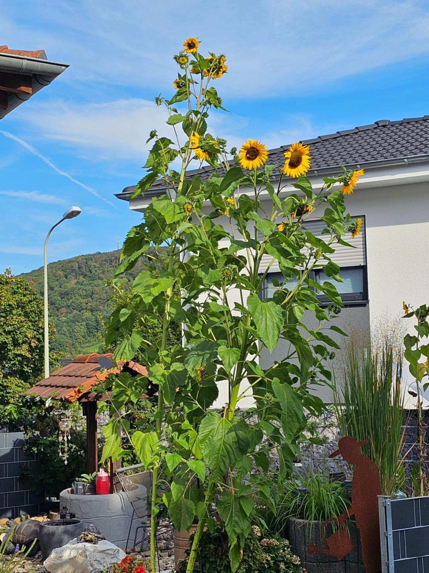Ferienwohnung Otschik Glan-Munchweiler エクステリア 写真